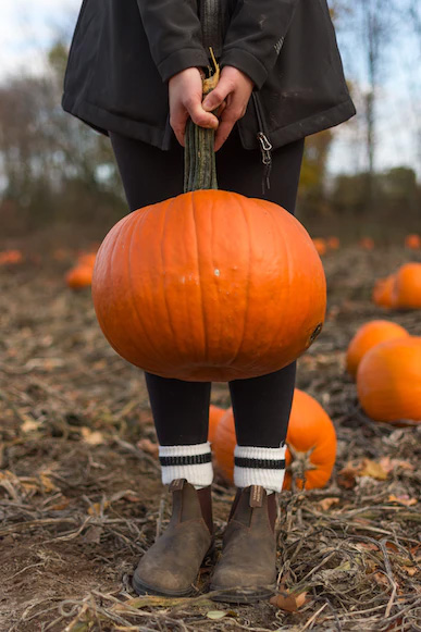 Close up of a child holding a pumpkin
