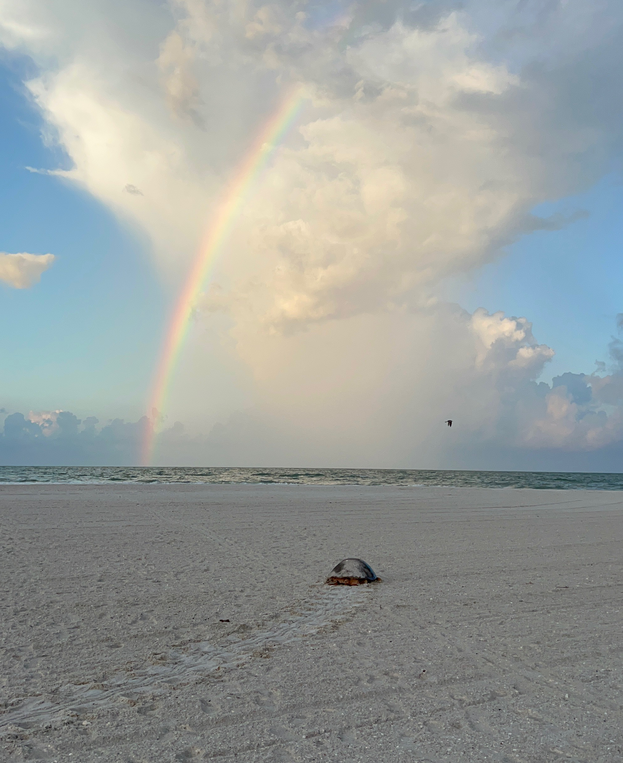 Small sea turtle heading towards the water under a rainbow
