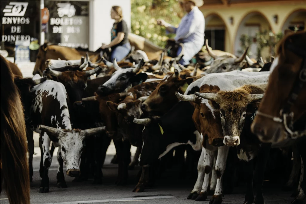 Side view of a collection of steers on a street