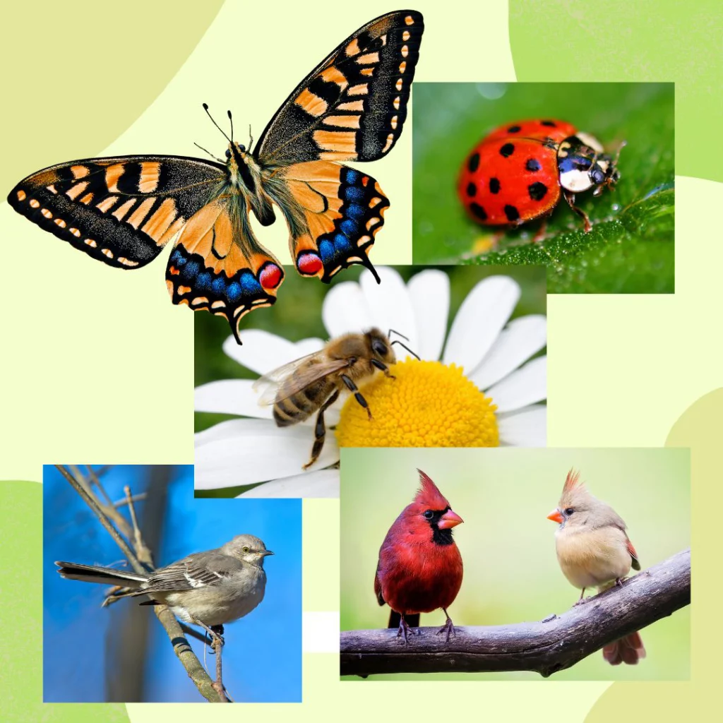 a collage with a butterfly, lady bug, bee, and several birds