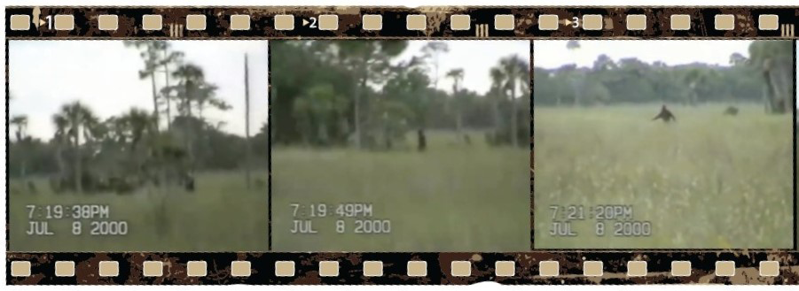 Distance shots of the Florida skunk ape styled as a film reel