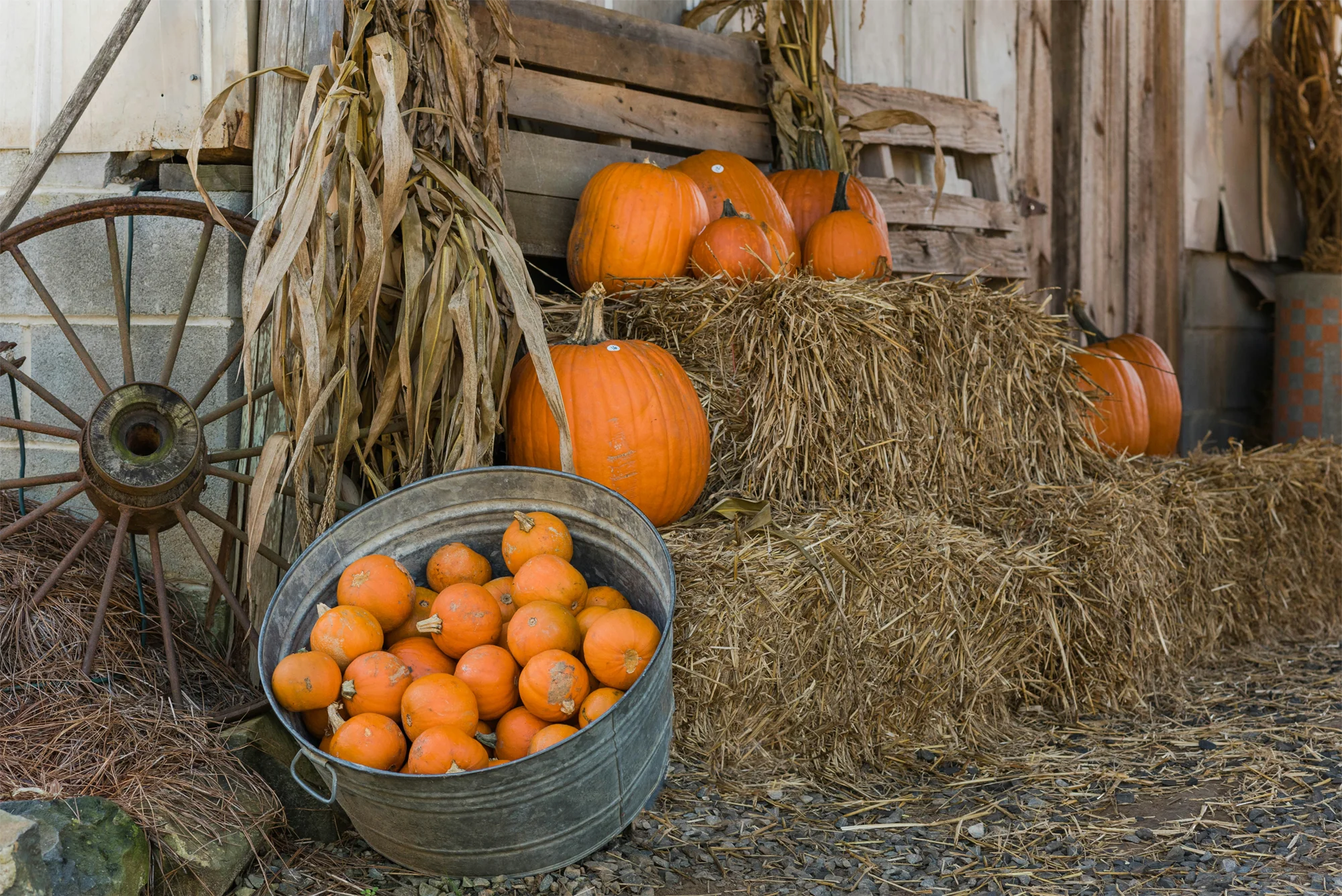 Pumpkins piled on hay in a barn