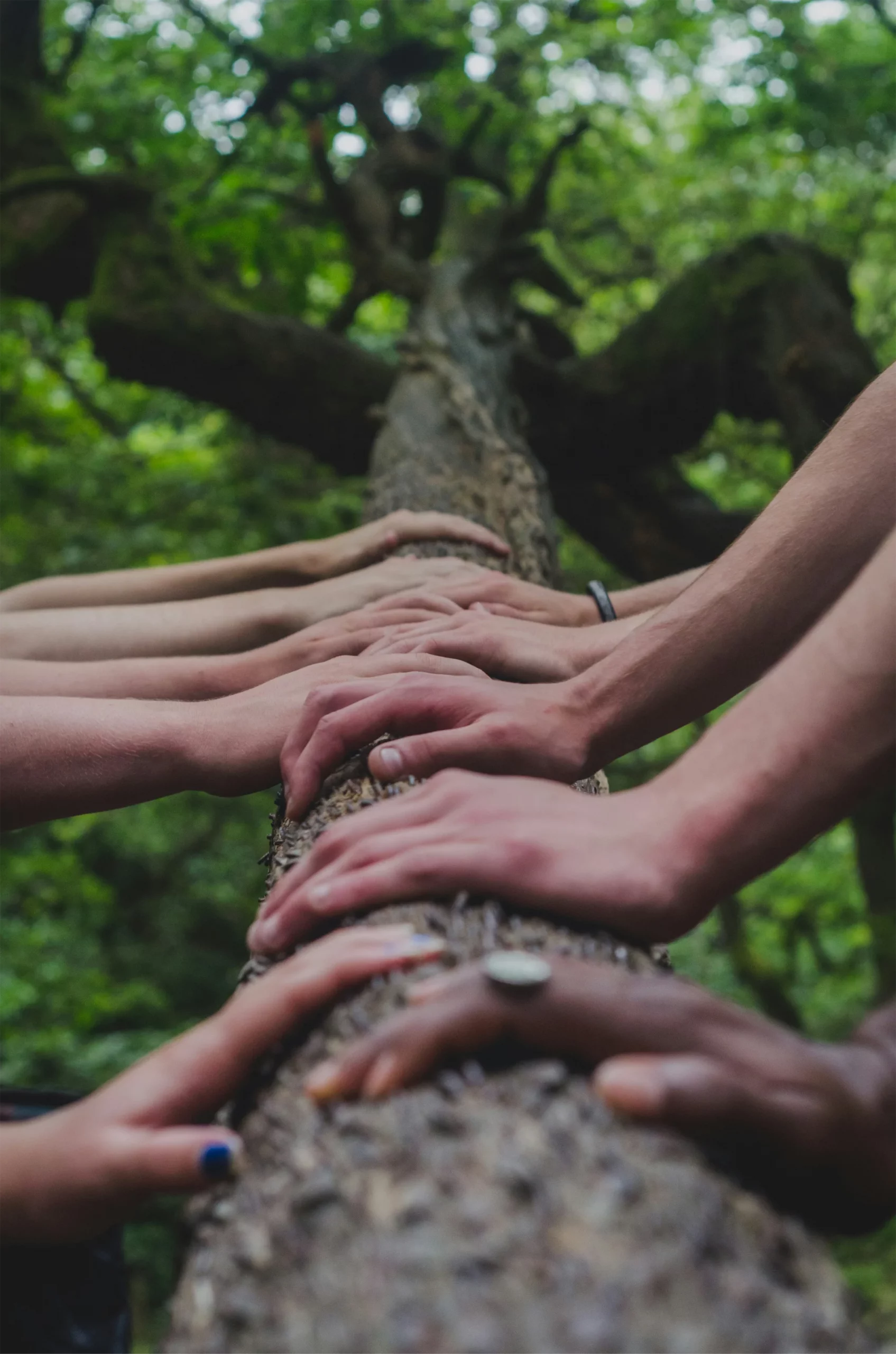 hands laying on a tree trunk looking towards the canopy